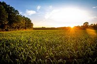Cornfield at sunset