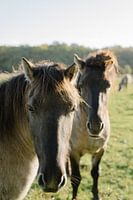 Konik-Pferde