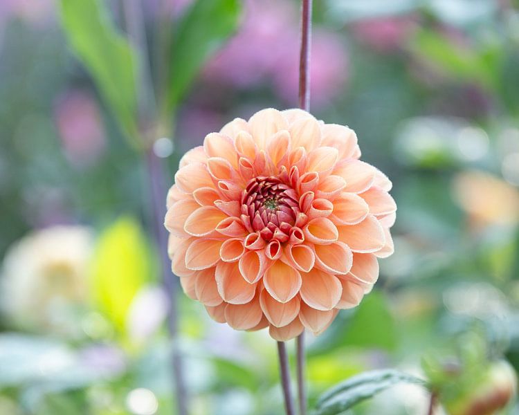 Dahlie Apricona von Suzanne van Saase