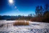 Schilf in einem zugefrorenen Binnensee im Gegenlicht