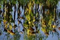 Sunflowers reflecting in the water