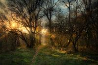 De geheimen van het bos