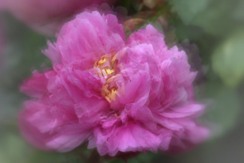 Pivoine ICM par Carla van Zomeren