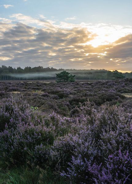 Planken Wambuis Teil 153 von Tania Perneel