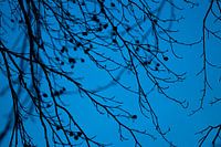 Zweige mit blauem Himmel