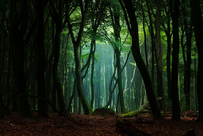 Schritt ins Licht von Sake van Pelt