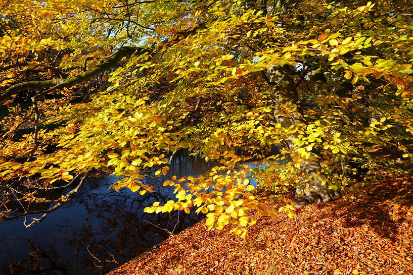 tree, autumn, Bremer Wallanlagen, Bremen, Germany by Torsten Krüger