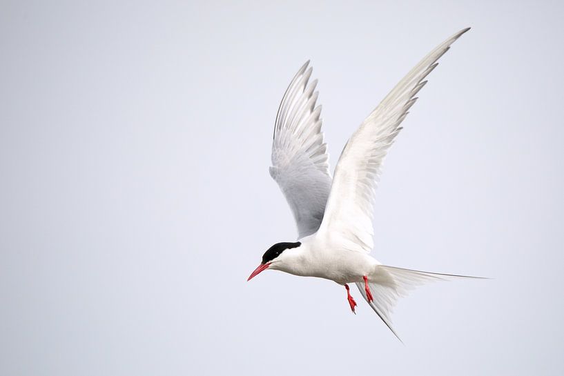 Sterne pierregarin par Marko Sarcevic