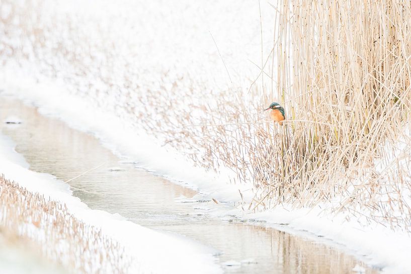 Texelliest bei winterlichen Bedingungen von Danny Slijfer Natuurfotografie