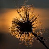 Thistle in eveningsun