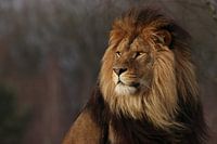 Comme un lion dans le soleil du soir