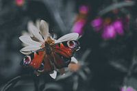 Mysteriöser Schmetterling