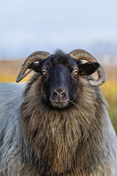 Drents Heideschaap von Marieke Deinum