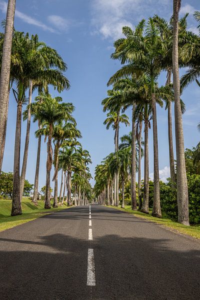 l'Allée Dumanoir, allée de palmiers dans les Caraïbes en Guadeloupe par Fotos by Jan Wehnert