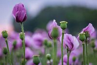 lila Mohnblumen