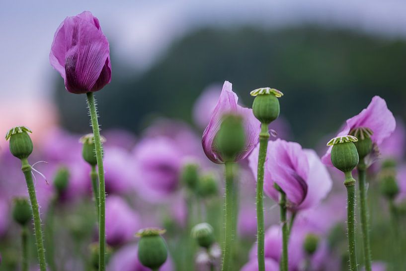 lila Mohnblumen von Horst Husheer
