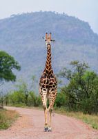 Giraffe on the move