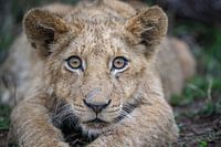 Portrait of young lion