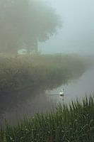 Schwan im Nebel