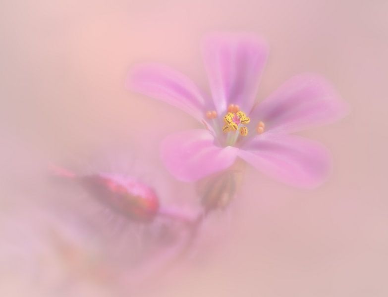 Wildblume von Mark Evers