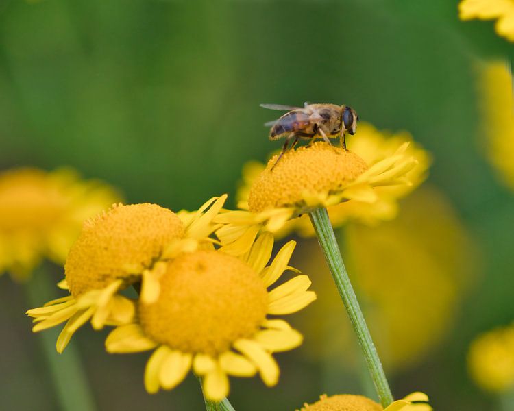 Fleißige Biene von Jolanda de Jong-Jansen