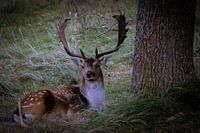 cerfs dans les dunes