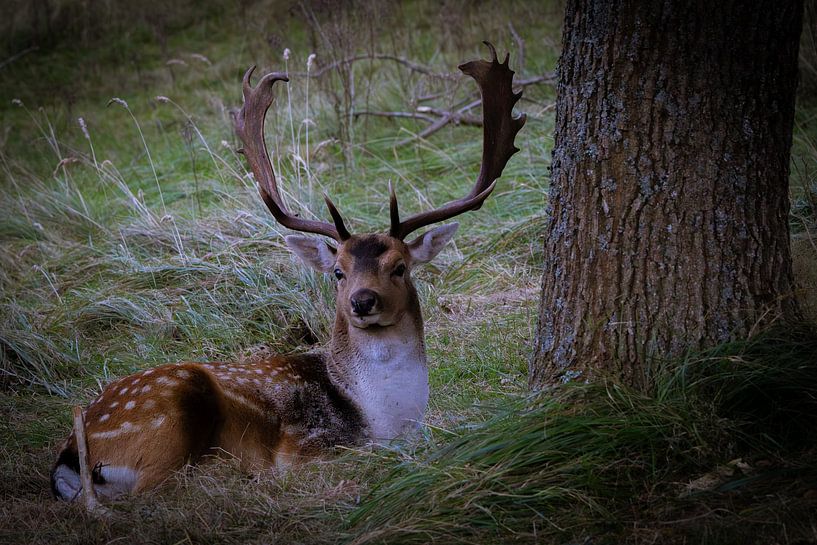 cerfs dans les dunes par Patricia Van Roosmalen
