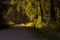 Frühes Morgenlicht auf dem Weg zur Magie.