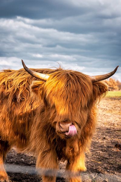 Highland-Cattle von Sven Frech