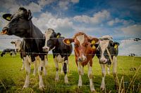 Alle koeien in de wei