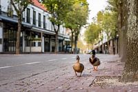 Silence in the streets