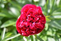 Pfingstrose rot/rosa