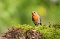 Rotkelchen, Robin, Vogel, Bird