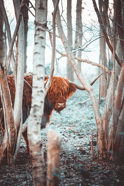 Schottischer Highlander von Steven Luchtmeijer