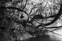 Verwunschener Wald in Schwarz und Weiß: Zeitlose Mystik