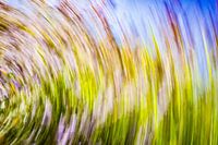 daytrails - abstracte kunst - bomen - zon - groen - rood - blauw