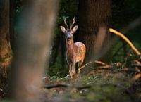 Reebok dans les Brakelbos