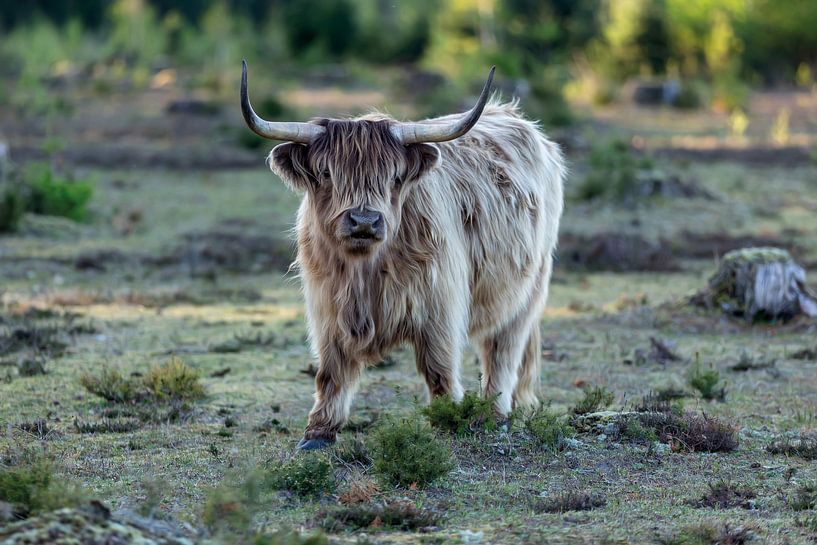 Hochländer von gea strucks