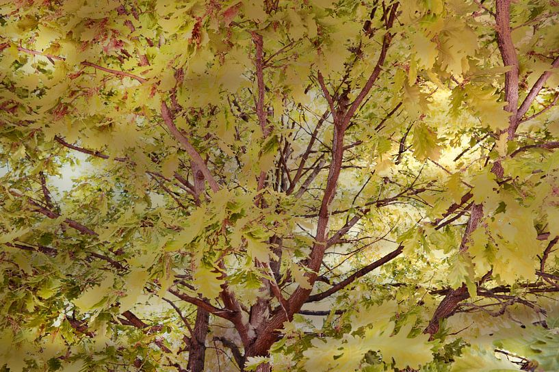 Forêt de chènes von Martine Affre Eisenlohr