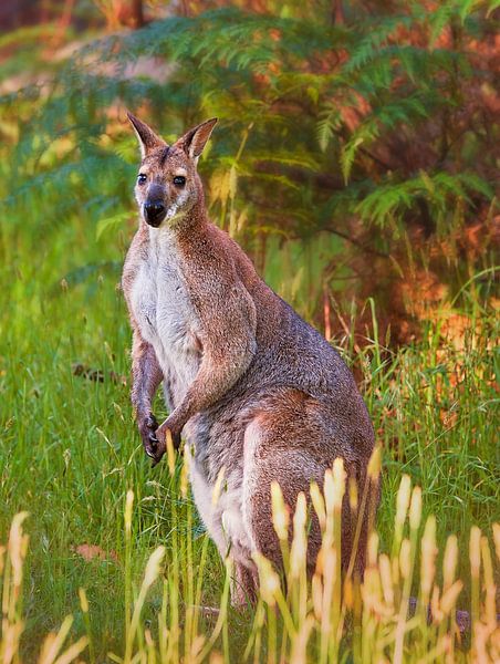 Kangourou par Anouschka Hendriks