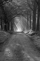 suns rays black and white