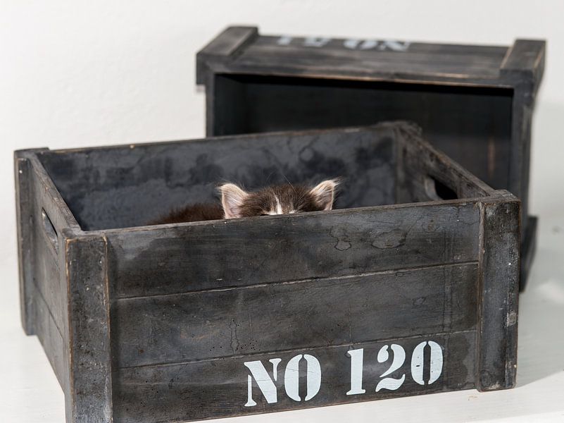 Kitten serie I von Rob Smit