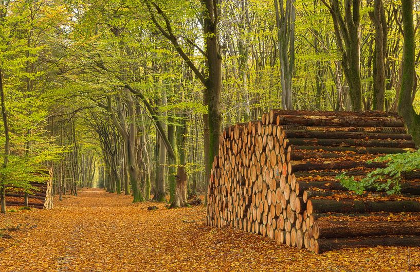 Speulder- en Sprielderbos (Niederlande) von Marcel Kerdijk