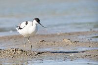 Grèbe castagneux en mouvement