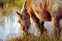Horse drinking in the wild