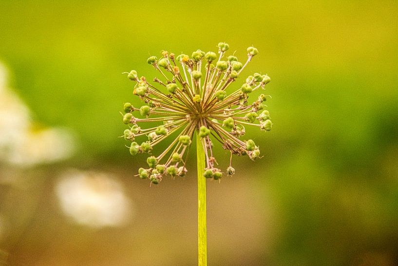 Wald Blumen Feld Landschaft Erzgebirge Pilze von Johnny Flash