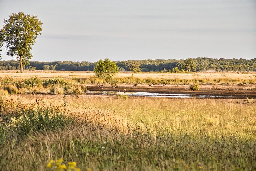 Dwingelderveld van Annie Postma