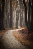 Chemin forestier brumeux