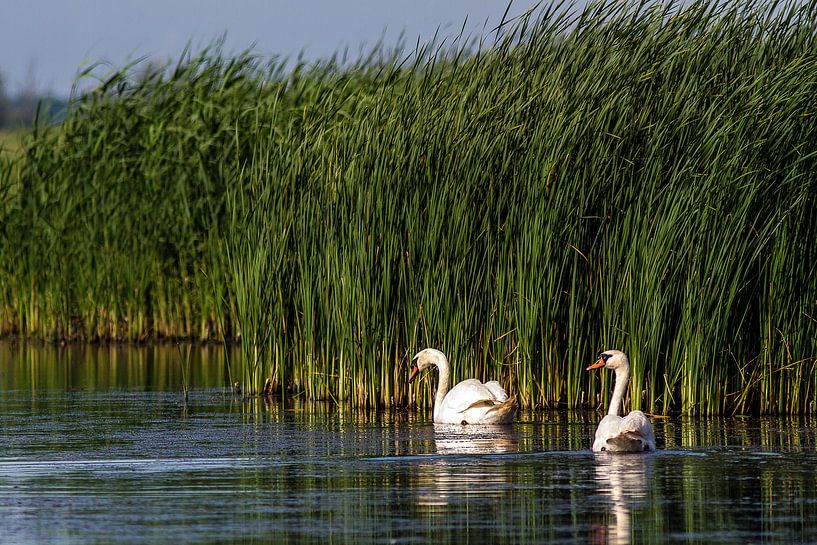 Knobbelzwanen by Michiel Leegerstee