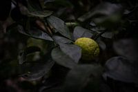 Plongée dans l'Oasis verte : les détails fascinants des merveilles botaniques